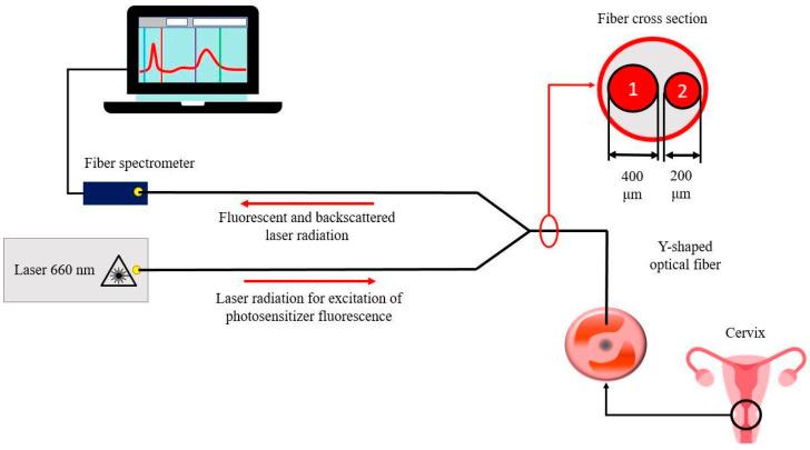 https://cdn.ncbi.nlm.nih.gov/pmc/blobs/d468/8750251/e3d2de4e485e/cancers-14-00211-g003.jpg
