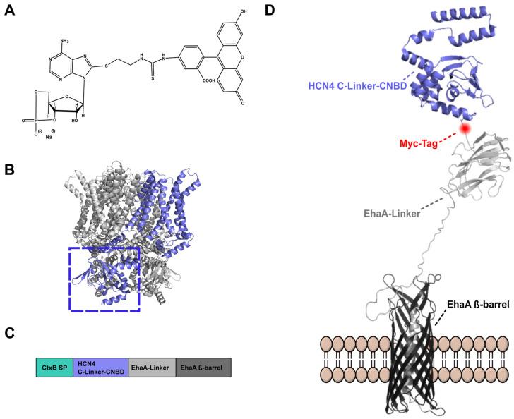 https://cdn.ncbi.nlm.nih.gov/pmc/blobs/d46a/10224427/5b9f604a79c8/pharmaceuticals-16-00710-g001.jpg