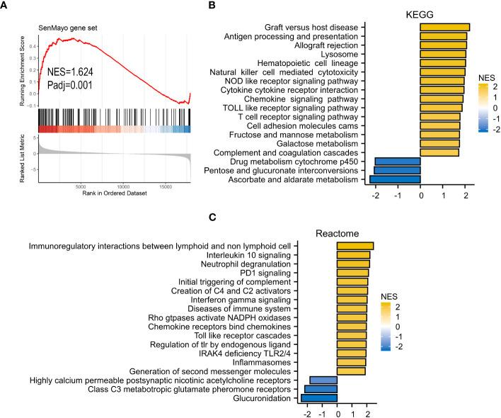 https://cdn.ncbi.nlm.nih.gov/pmc/blobs/d46b/10720639/ff93cbd3232e/fonc-13-1302356-g006.jpg