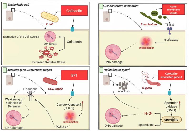 https://cdn.ncbi.nlm.nih.gov/pmc/blobs/d472/11640725/8b9905c3e013/cells-13-01987-g003.jpg