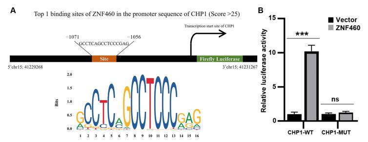 https://cdn.ncbi.nlm.nih.gov/pmc/blobs/d4d9/12292469/52c06f0308f0/biomolecules-15-01019-g009.jpg