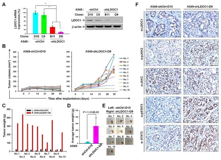 https://cdn.ncbi.nlm.nih.gov/pmc/blobs/d4e8/6356782/ad00b8c60a7a/cancers-11-00063-g005.jpg