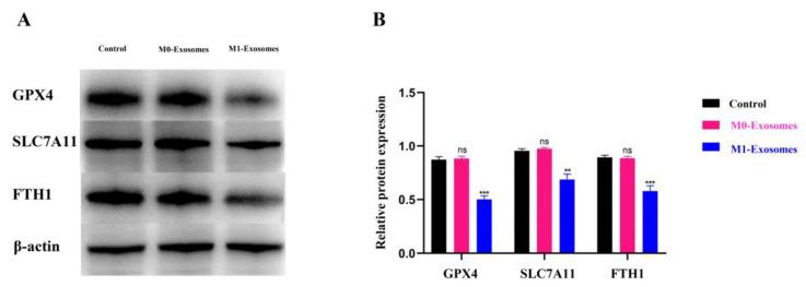 https://cdn.ncbi.nlm.nih.gov/pmc/blobs/d501/9776787/5f4732daa333/cells-11-03956-g005.jpg