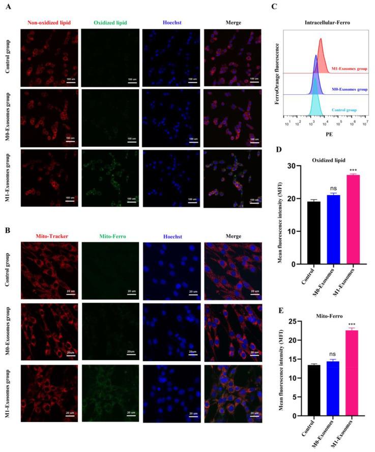 https://cdn.ncbi.nlm.nih.gov/pmc/blobs/d501/9776787/a0a1fabb7c8d/cells-11-03956-g006.jpg
