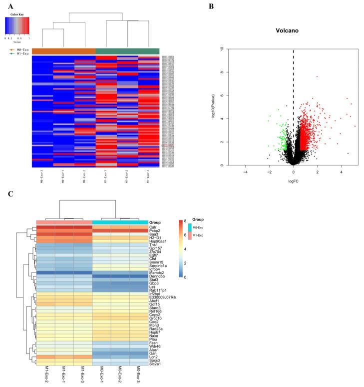 https://cdn.ncbi.nlm.nih.gov/pmc/blobs/d501/9776787/dbedfb61f78f/cells-11-03956-g002.jpg