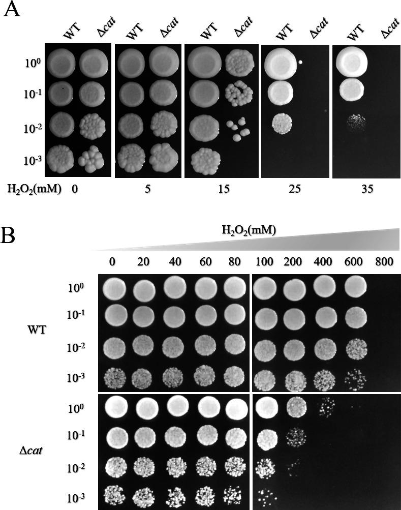 https://cdn.ncbi.nlm.nih.gov/pmc/blobs/d523/10846165/126d520280a7/spectrum.03169-23.f004.jpg