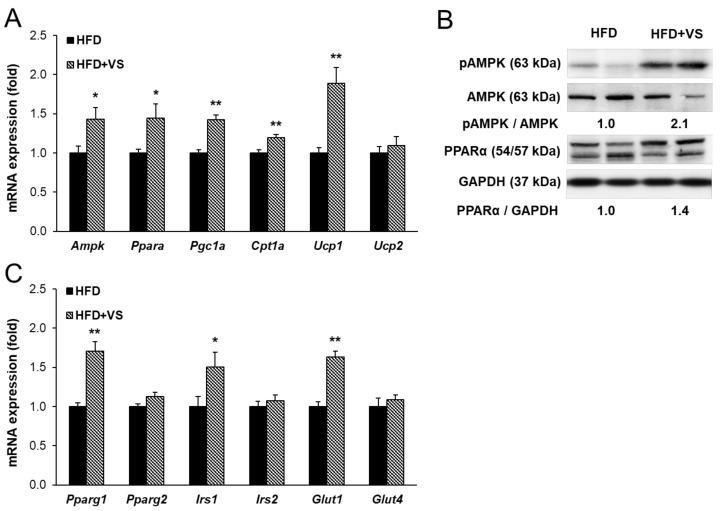https://cdn.ncbi.nlm.nih.gov/pmc/blobs/d567/7922011/da2de514203d/molecules-26-01052-g006.jpg