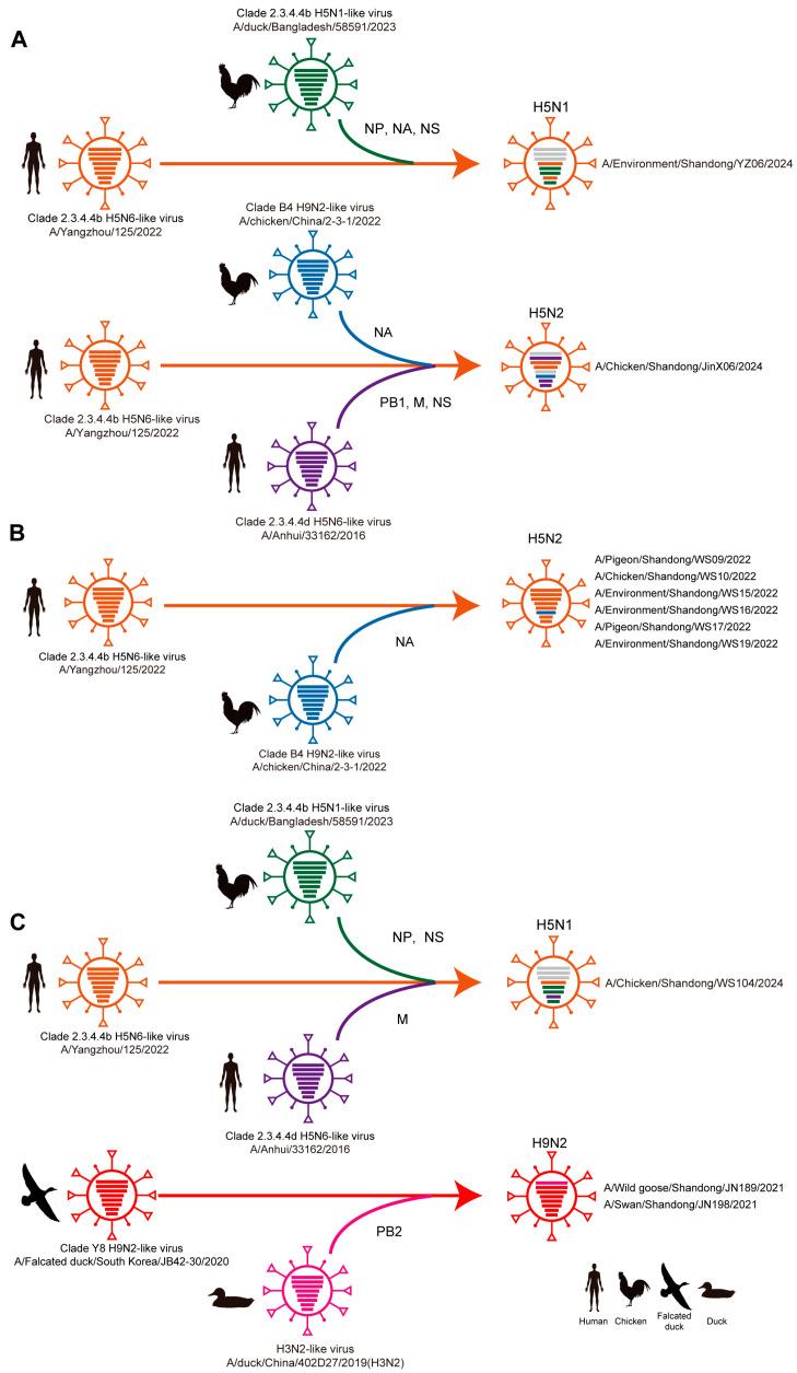 https://cdn.ncbi.nlm.nih.gov/pmc/blobs/d582/12390717/445ee93afda2/viruses-17-01117-g004.jpg