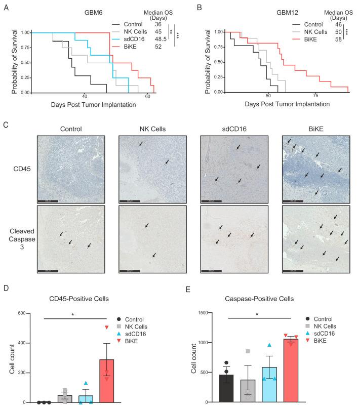 https://cdn.ncbi.nlm.nih.gov/pmc/blobs/d587/10340194/2e1f0a249b7a/cells-12-01716-g004.jpg