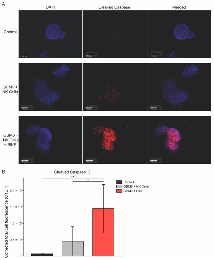 https://cdn.ncbi.nlm.nih.gov/pmc/blobs/d587/10340194/556619c8e890/cells-12-01716-g003.jpg
