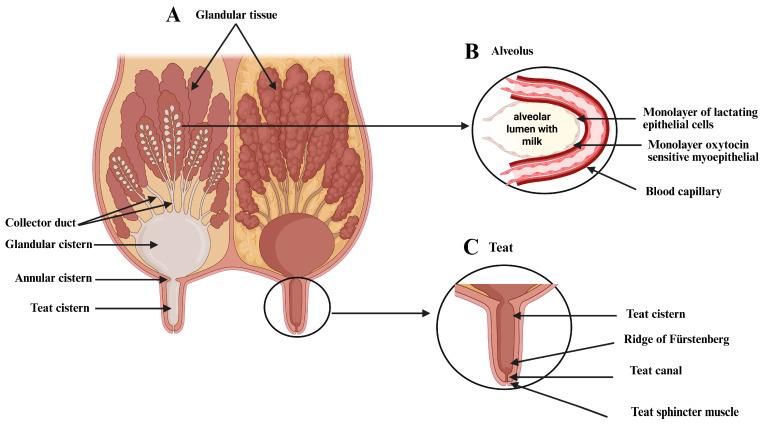 https://cdn.ncbi.nlm.nih.gov/pmc/blobs/d588/12108683/02ceae16bc46/bioengineering-12-00501-g002.jpg