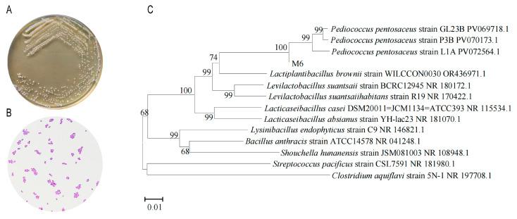 https://cdn.ncbi.nlm.nih.gov/pmc/blobs/d5af/12114451/675db37f7b1c/microorganisms-13-00957-g001.jpg