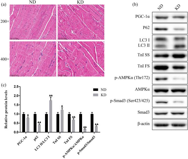 https://cdn.ncbi.nlm.nih.gov/pmc/blobs/d5b3/9961969/b04a9098ac98/j_biol-2022-0570-fig009.jpg