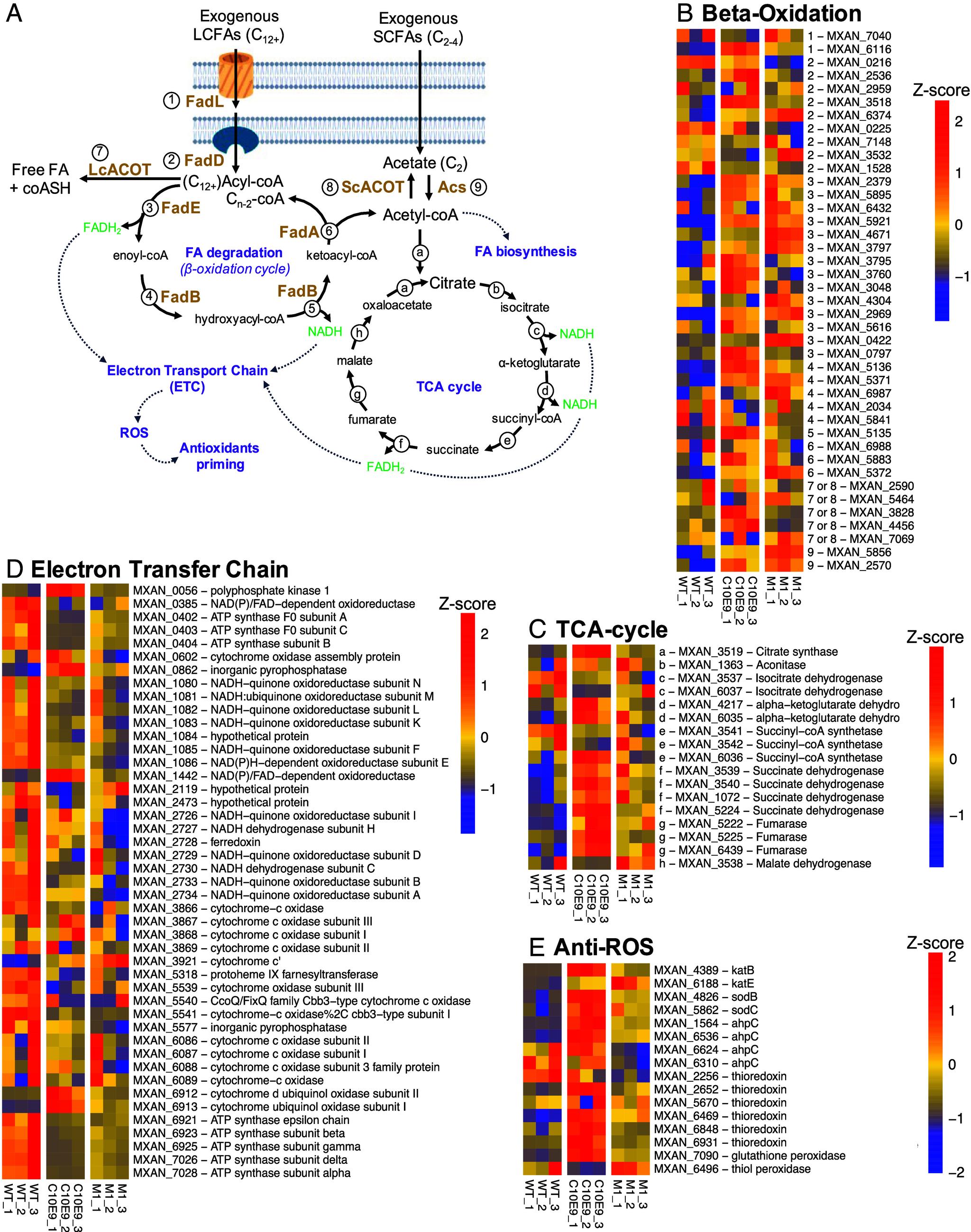 https://cdn.ncbi.nlm.nih.gov/pmc/blobs/d5b4/11804543/0fb1f82b04b2/pnas.2420875122fig05.jpg