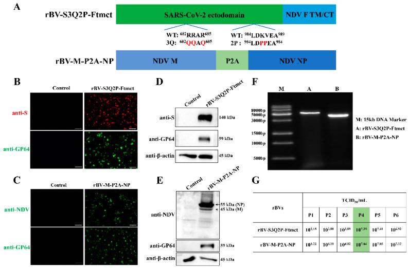 https://cdn.ncbi.nlm.nih.gov/pmc/blobs/d5bb/11680274/e85f9128c03c/viruses-16-01932-g001.jpg