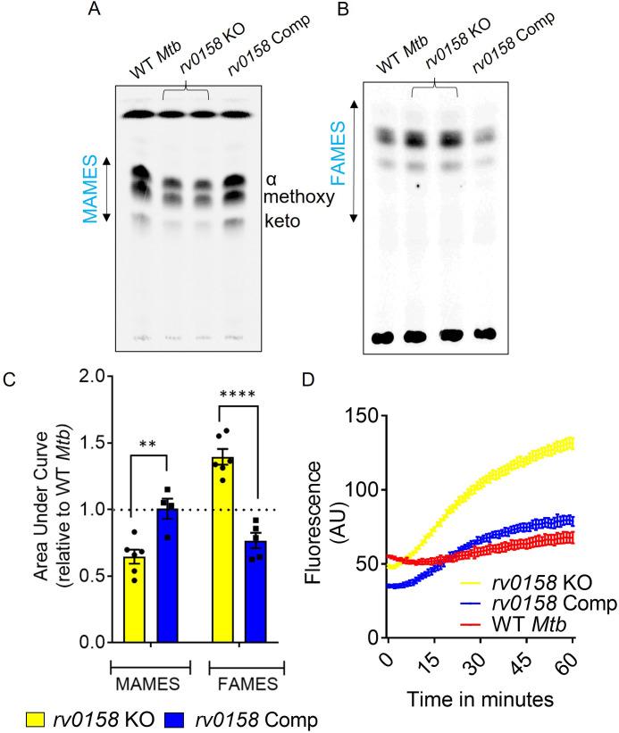 https://cdn.ncbi.nlm.nih.gov/pmc/blobs/d5e9/10501769/113ba0d98f0d/elife-80218-fig6.jpg