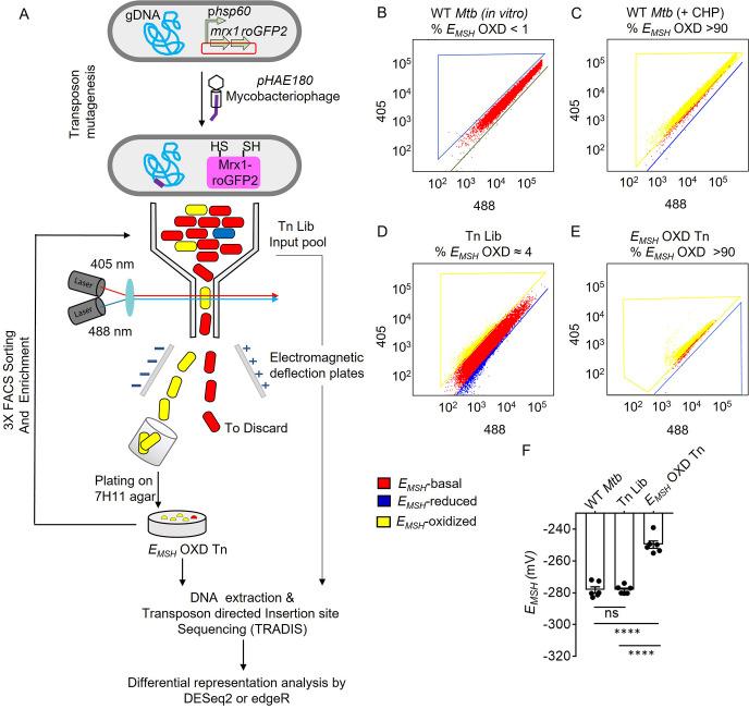 https://cdn.ncbi.nlm.nih.gov/pmc/blobs/d5e9/10501769/2b7631eb8909/elife-80218-fig1.jpg