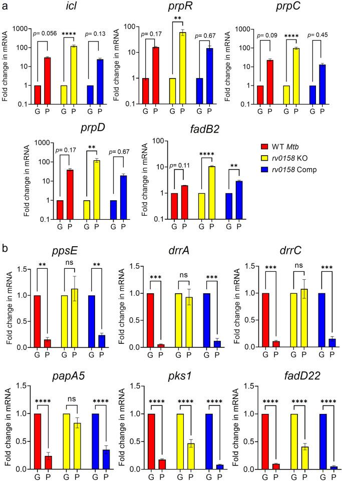 https://cdn.ncbi.nlm.nih.gov/pmc/blobs/d5e9/10501769/813066b4ce9e/elife-80218-fig10-figsupp2.jpg