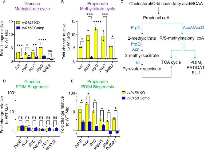 https://cdn.ncbi.nlm.nih.gov/pmc/blobs/d5e9/10501769/b0fb8b7ae5eb/elife-80218-fig10.jpg