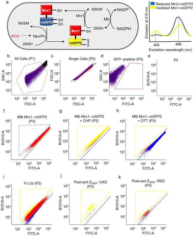 https://cdn.ncbi.nlm.nih.gov/pmc/blobs/d5e9/10501769/c7ffe606d039/elife-80218-fig1-figsupp1.jpg