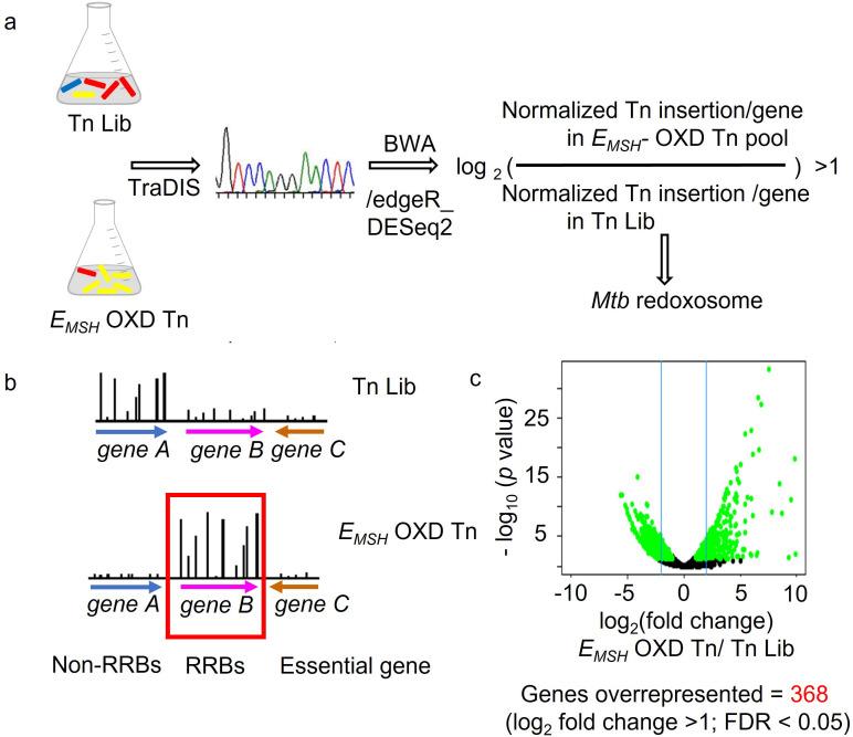 https://cdn.ncbi.nlm.nih.gov/pmc/blobs/d5e9/10501769/fee0808792d9/elife-80218-fig3-figsupp1.jpg