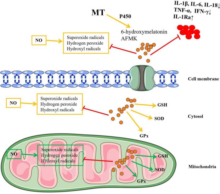 https://cdn.ncbi.nlm.nih.gov/pmc/blobs/d64f/8016647/eeccd2858b90/CPR-54-e13021-g003.jpg