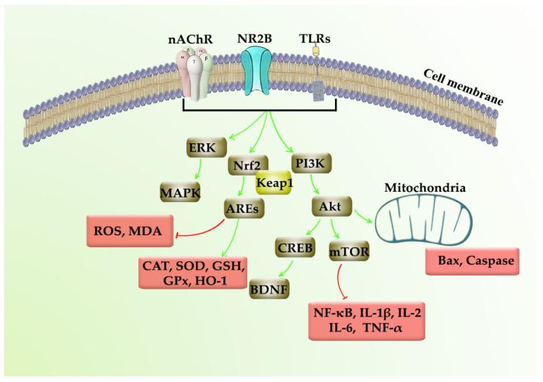 https://cdn.ncbi.nlm.nih.gov/pmc/blobs/d65e/8513080/eba0b6d4689d/molecules-26-05985-g004.jpg