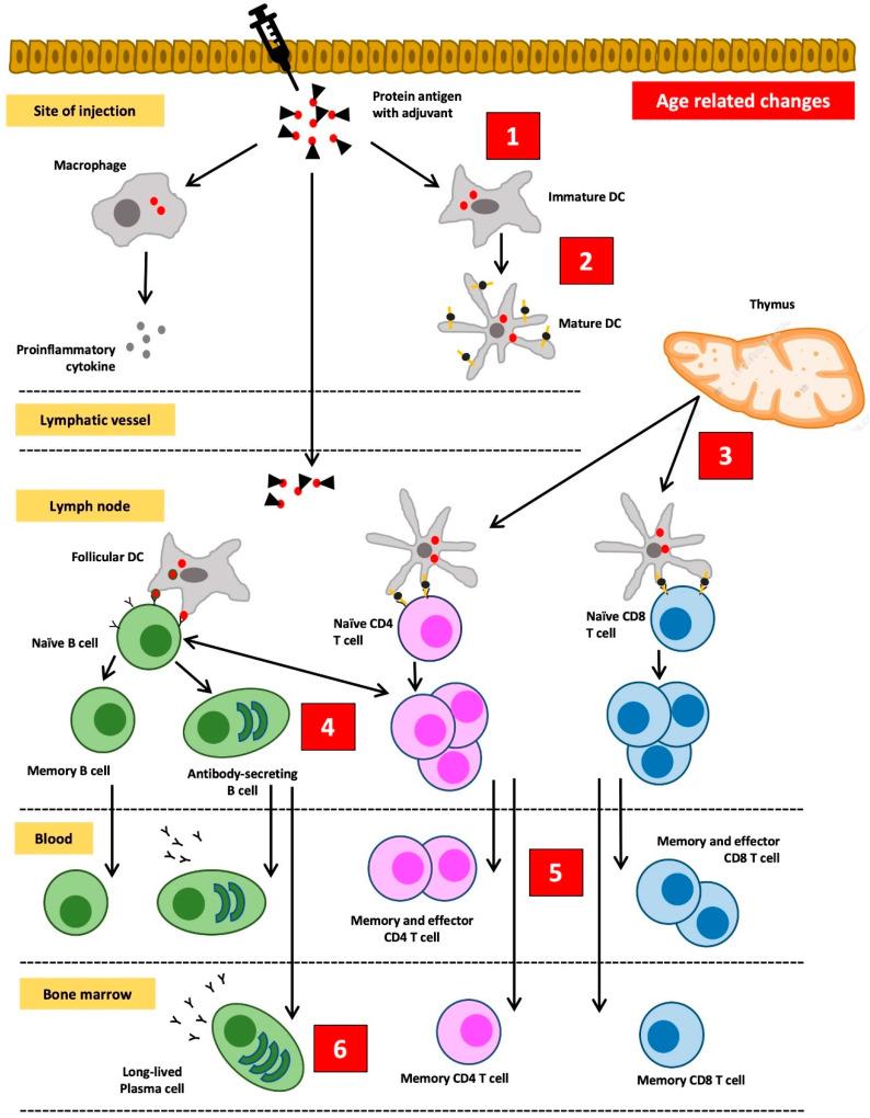 https://cdn.ncbi.nlm.nih.gov/pmc/blobs/d668/10204411/7d73b2aaeff6/pathophysiology-30-00014-g003.jpg