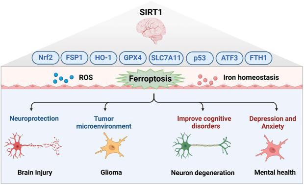 https://cdn.ncbi.nlm.nih.gov/pmc/blobs/d6b0/11919884/88a69e0ee43d/fcell-13-1525294-g002.jpg