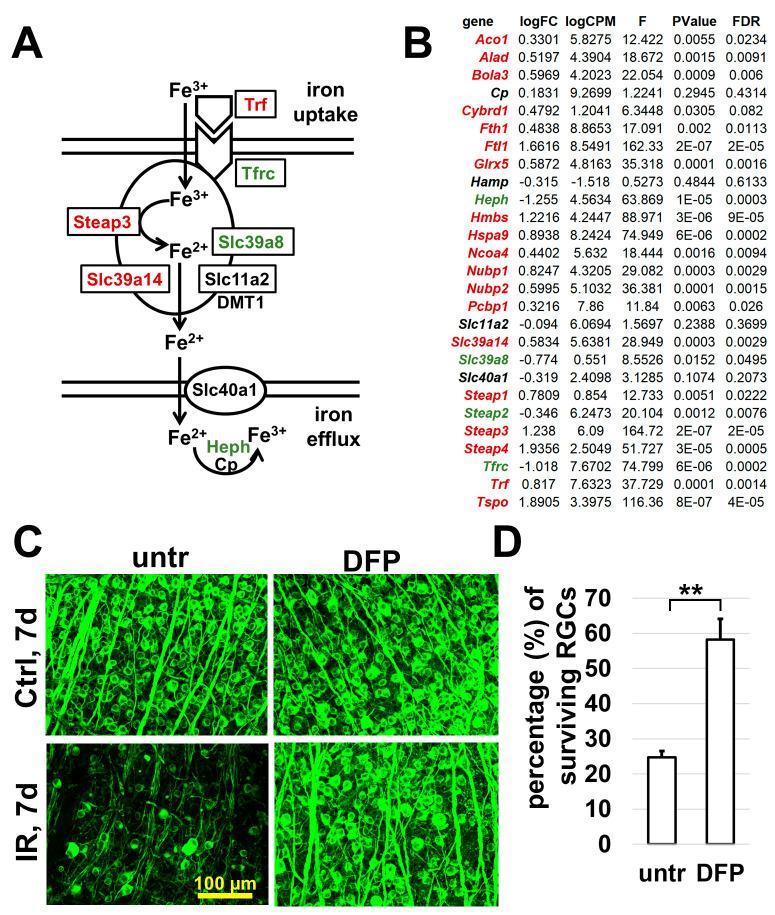 https://cdn.ncbi.nlm.nih.gov/pmc/blobs/d6c4/10298358/92634f07b4a9/ijms-24-09892-g004.jpg