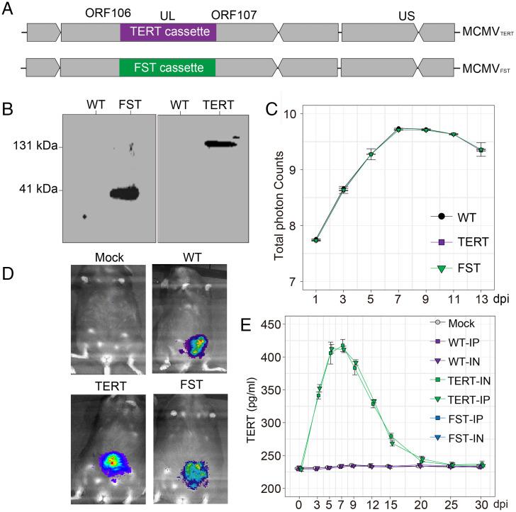 https://cdn.ncbi.nlm.nih.gov/pmc/blobs/d716/9171804/b5b0777c9092/pnas.2121499119fig01.jpg