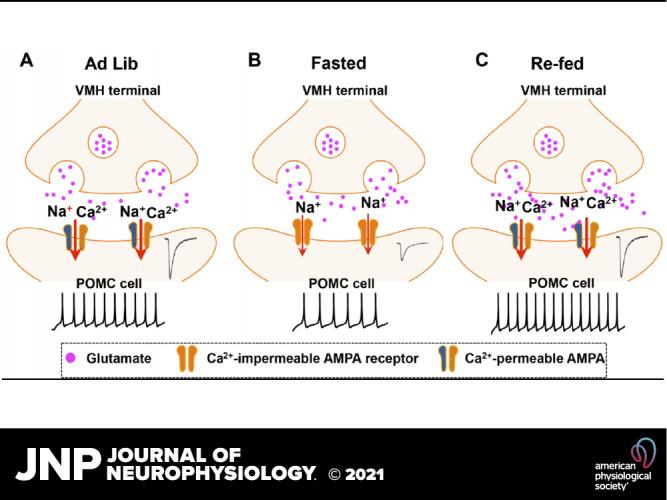 https://cdn.ncbi.nlm.nih.gov/pmc/blobs/d76e/7988752/163caf144a0a/JN-00359-2020r01.jpg