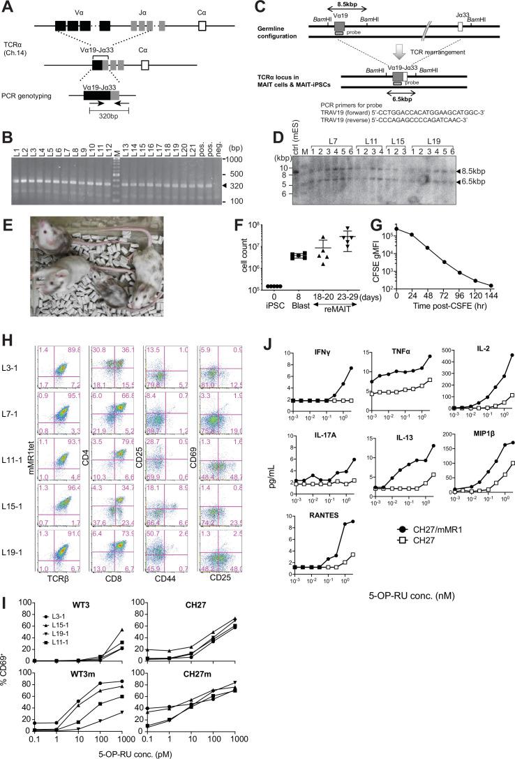 https://cdn.ncbi.nlm.nih.gov/pmc/blobs/d77f/8983048/125f8cea6301/elife-70848-fig1-figsupp1.jpg