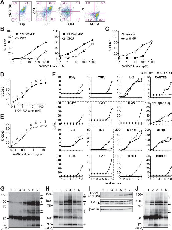 https://cdn.ncbi.nlm.nih.gov/pmc/blobs/d77f/8983048/f4b163677677/elife-70848-fig1.jpg