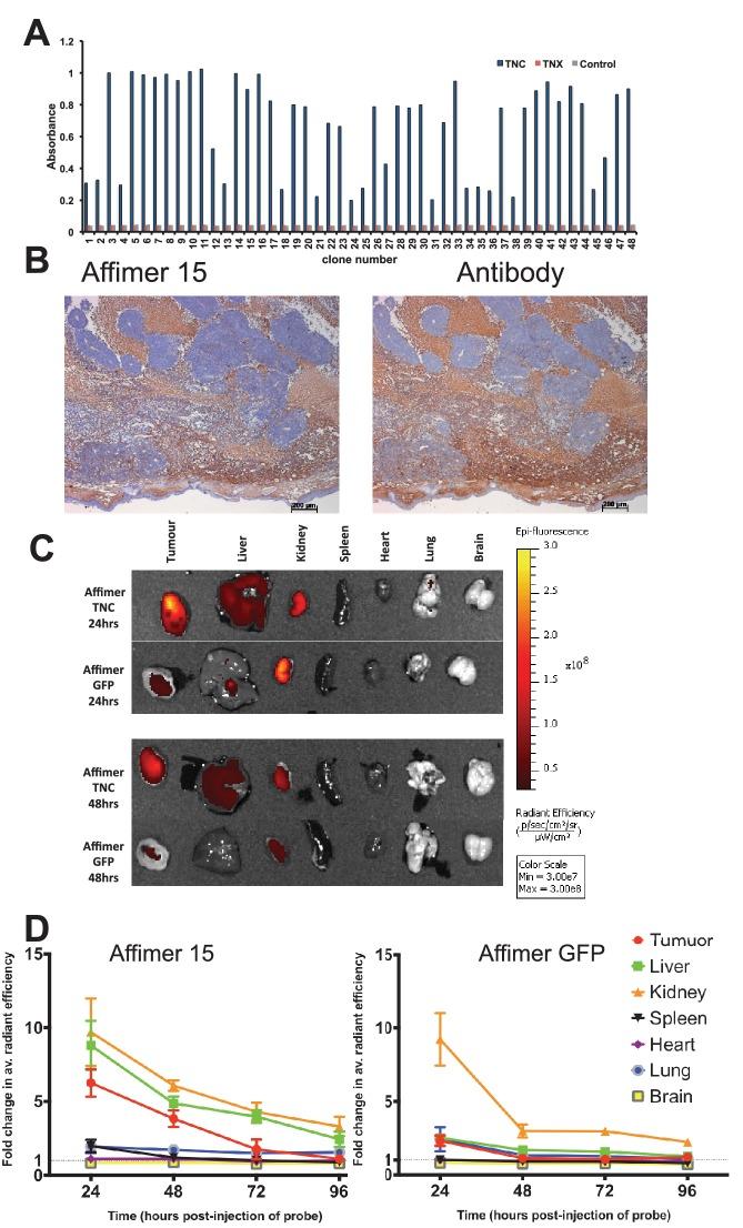 https://cdn.ncbi.nlm.nih.gov/pmc/blobs/d7c9/5487212/449369f2da50/elife-24903-fig5.jpg