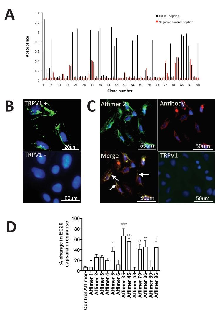 https://cdn.ncbi.nlm.nih.gov/pmc/blobs/d7c9/5487212/4a43bdbae53a/elife-24903-fig4.jpg