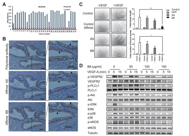 https://cdn.ncbi.nlm.nih.gov/pmc/blobs/d7c9/5487212/92f4729c46bf/elife-24903-fig3.jpg