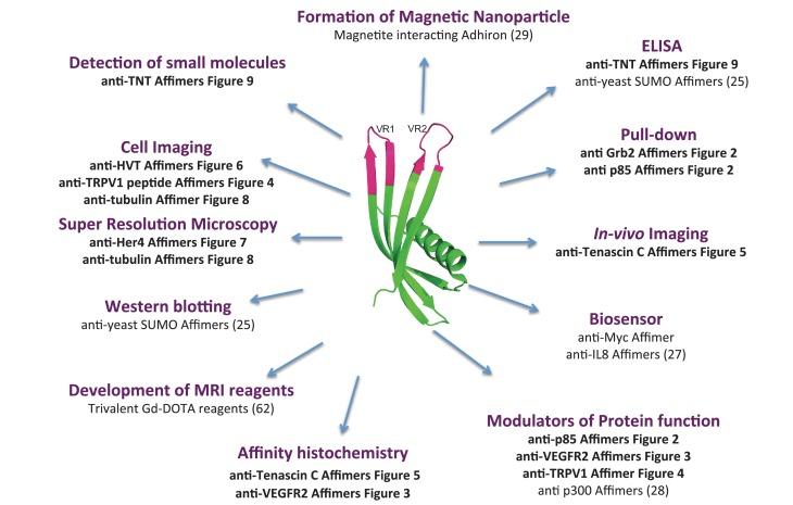 https://cdn.ncbi.nlm.nih.gov/pmc/blobs/d7c9/5487212/9b730fccd5a8/elife-24903-fig10.jpg