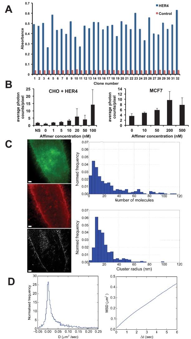 https://cdn.ncbi.nlm.nih.gov/pmc/blobs/d7c9/5487212/a447dbee7ec6/elife-24903-fig7.jpg