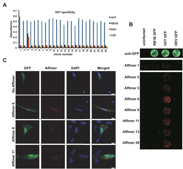 https://cdn.ncbi.nlm.nih.gov/pmc/blobs/d7c9/5487212/d31d421dcddf/elife-24903-fig6.jpg