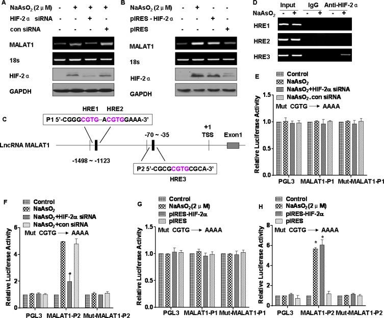 https://cdn.ncbi.nlm.nih.gov/pmc/blobs/d7cf/4868720/49521bf64e95/oncotarget-07-5769-g005.jpg