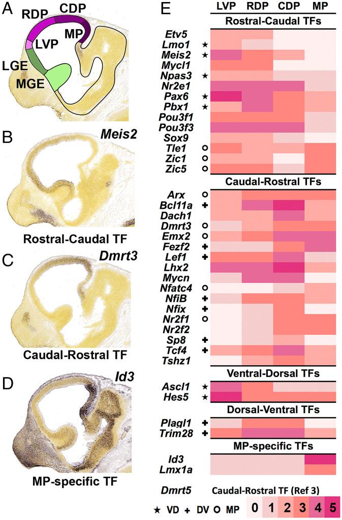 https://cdn.ncbi.nlm.nih.gov/pmc/blobs/d80b/8713794/2fdb3865dc6e/pnas.2024795118fig01.jpg