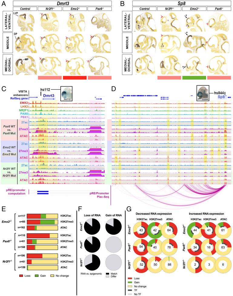 https://cdn.ncbi.nlm.nih.gov/pmc/blobs/d80b/8713794/30361201ee4e/pnas.2024795118fig07.jpg