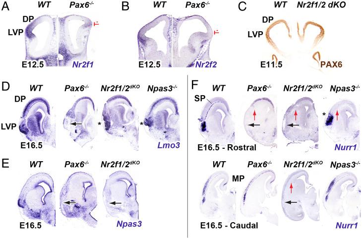 https://cdn.ncbi.nlm.nih.gov/pmc/blobs/d80b/8713794/c8ba7583d3bd/pnas.2024795118fig03.jpg