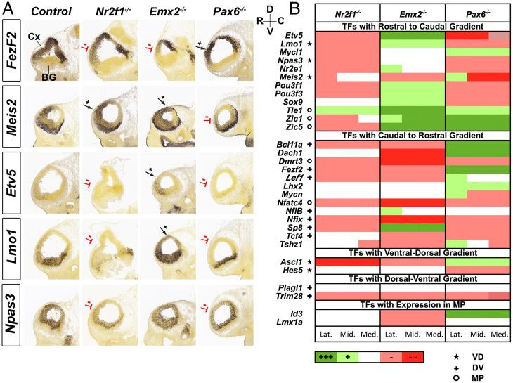https://cdn.ncbi.nlm.nih.gov/pmc/blobs/d80b/8713794/fe7df19ee99b/pnas.2024795118fig02.jpg