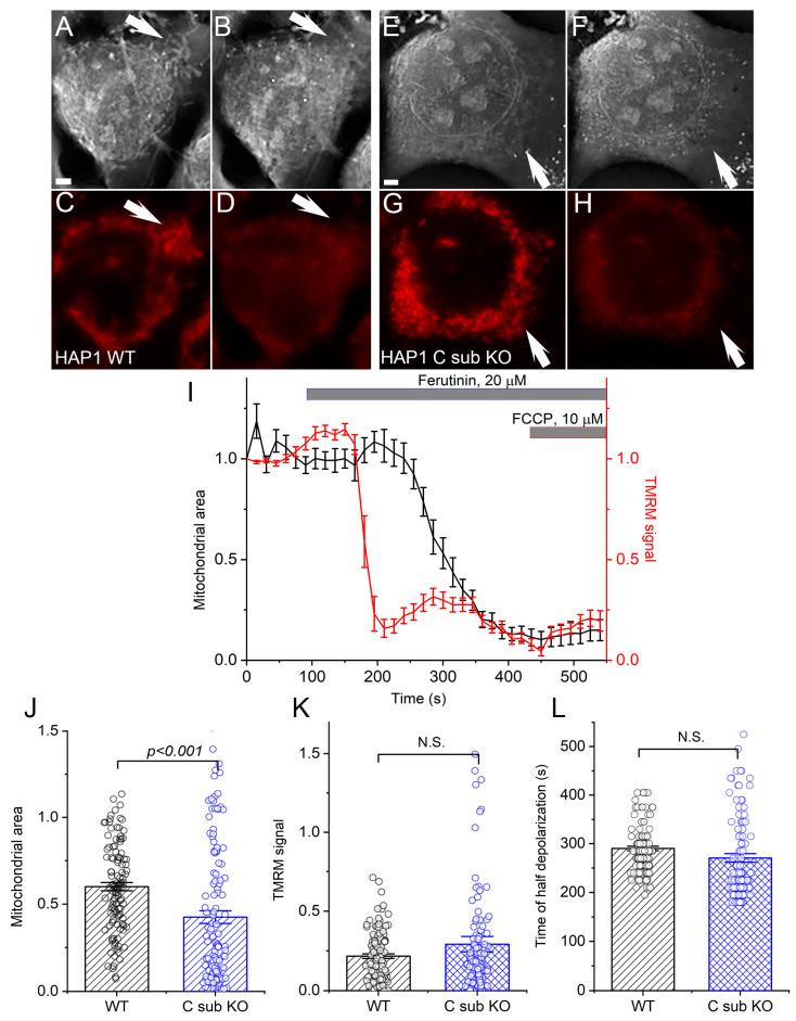 https://cdn.ncbi.nlm.nih.gov/pmc/blobs/d82b/10417283/e3cd30c3a670/cells-12-01950-g001.jpg