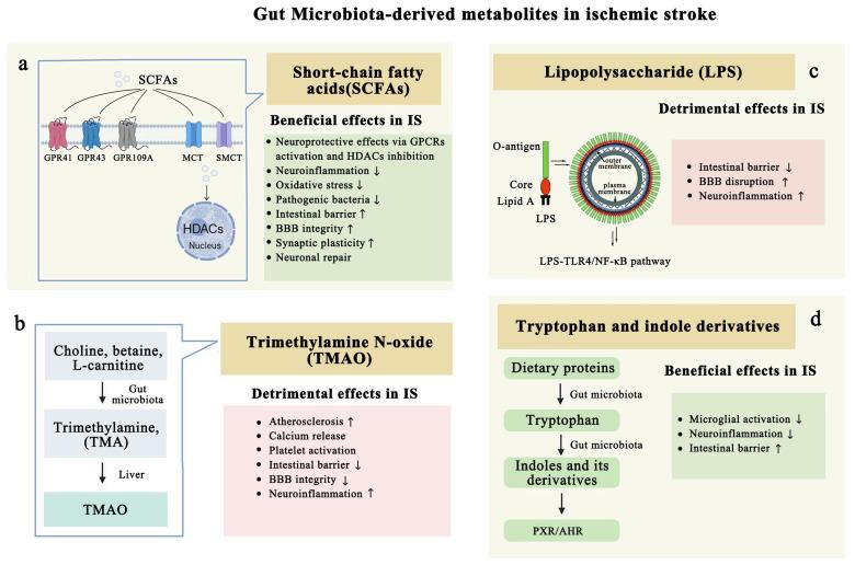 https://cdn.ncbi.nlm.nih.gov/pmc/blobs/d83b/12292433/7e22cd96301f/biomolecules-15-00920-g004.jpg