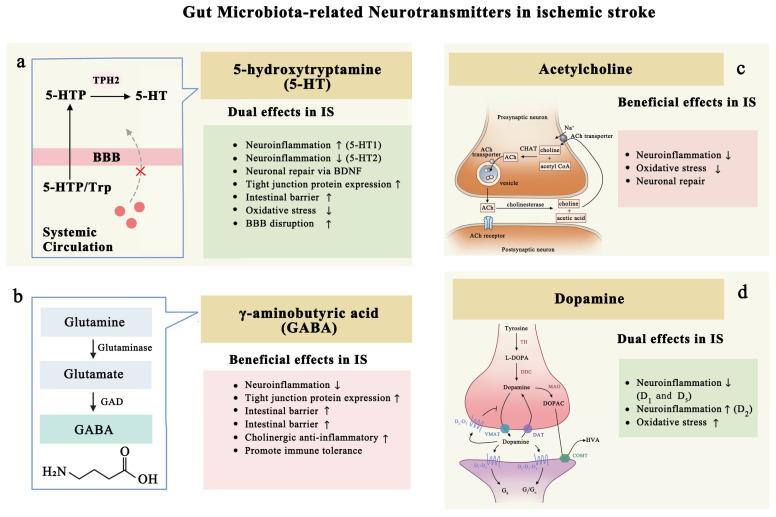 https://cdn.ncbi.nlm.nih.gov/pmc/blobs/d83b/12292433/f7884310ac64/biomolecules-15-00920-g005.jpg