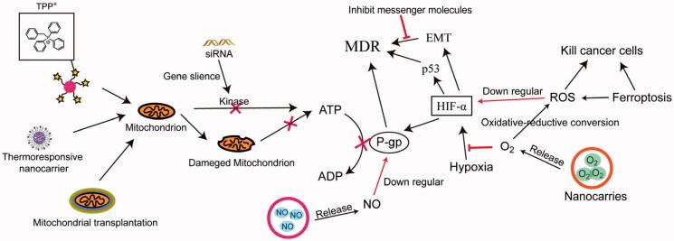 https://cdn.ncbi.nlm.nih.gov/pmc/blobs/d850/9154776/703aac775f96/IDRD_A_2079771_F0004_C.jpg