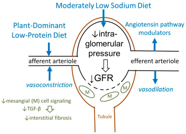 https://cdn.ncbi.nlm.nih.gov/pmc/blobs/d852/7400005/5a5f168c8b96/nutrients-12-01931-g001.jpg